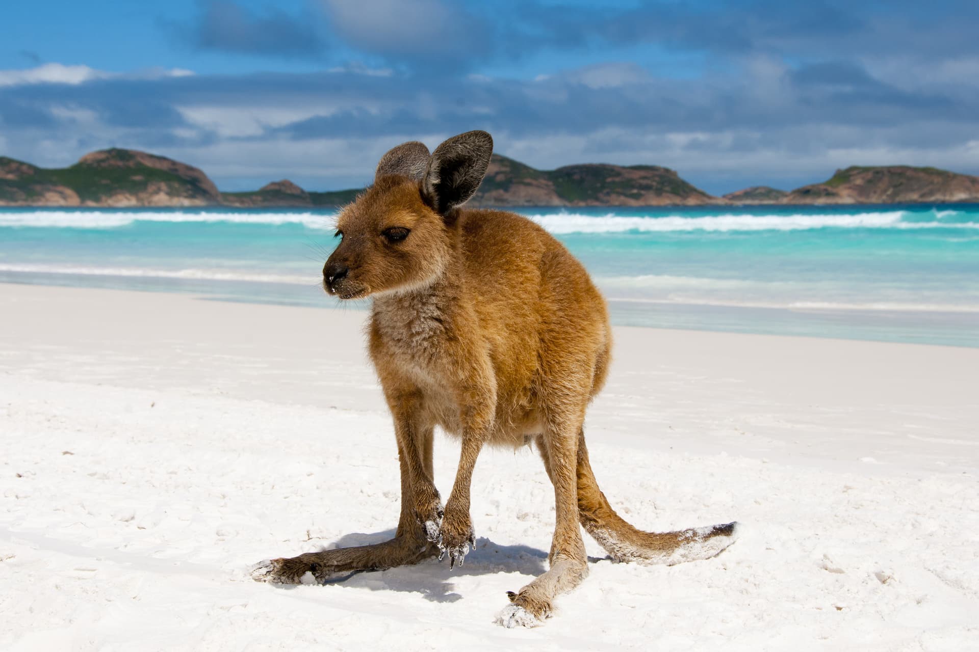 Sydney to Cairns and Lucky Bay Tour