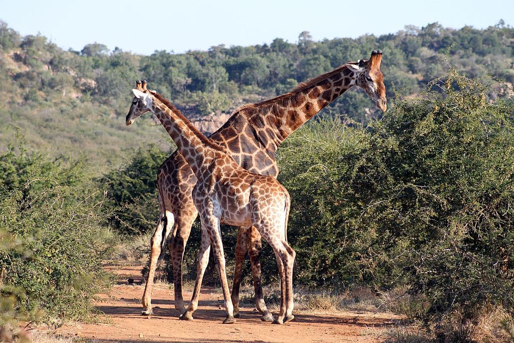 Pilanesberg Open and Closed Vehicle Tour