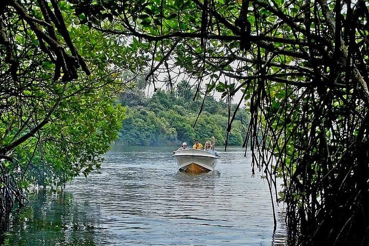 Madu River Boat Safari and Kosgoda Turtle Hatchery from Bentota