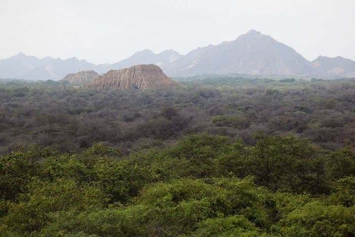 Pomac Forest Historic Sanctuary & Sican Museum in Chiclayo