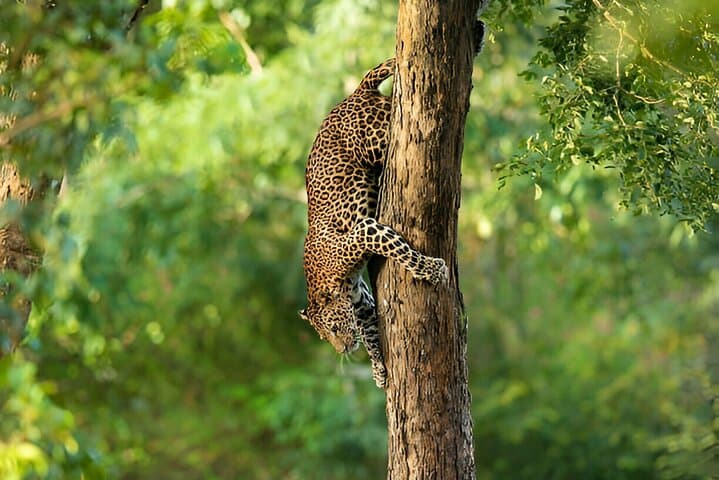 Wilpattu National Park from Colombo