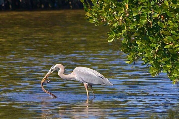 Muthurajawela Sanctuary Bird Watching and Negombo Lagoon Boat Trip from Colombo