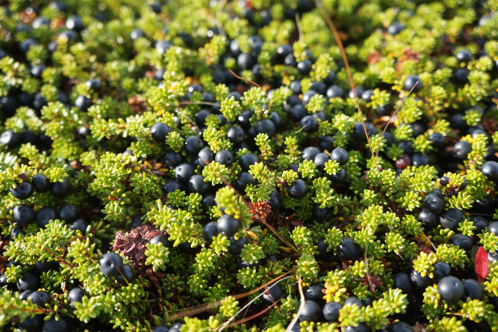Picking Wild Berries and Making your Own Jam