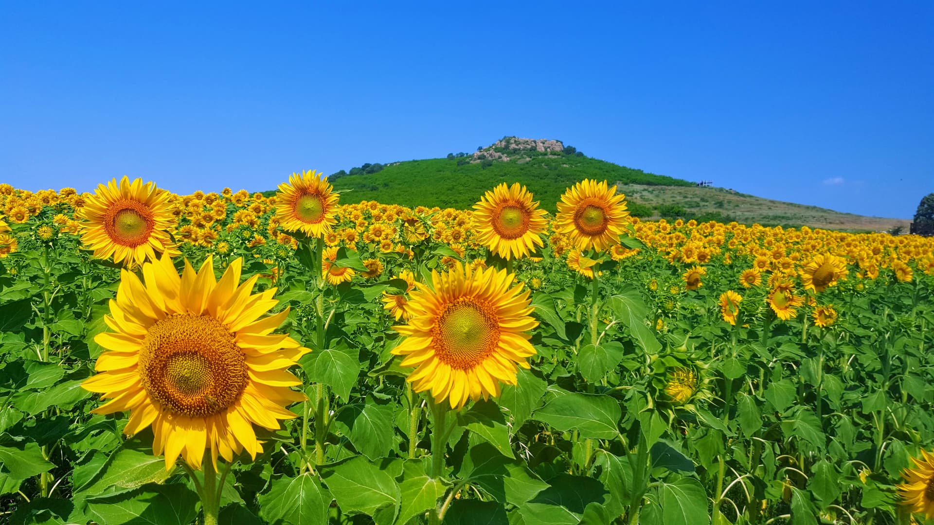 Audio Guide for All Strandzha Mountain Sights, Attractions or Experiences
