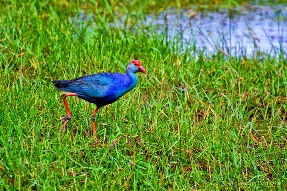 Muthurajawela Sanctuary Boat Safari with Bird Watching