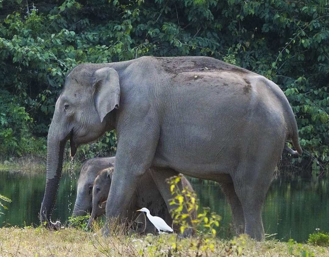 Watching wild elephants in Kuiburi National Park - a unique opportunity with a private guide
