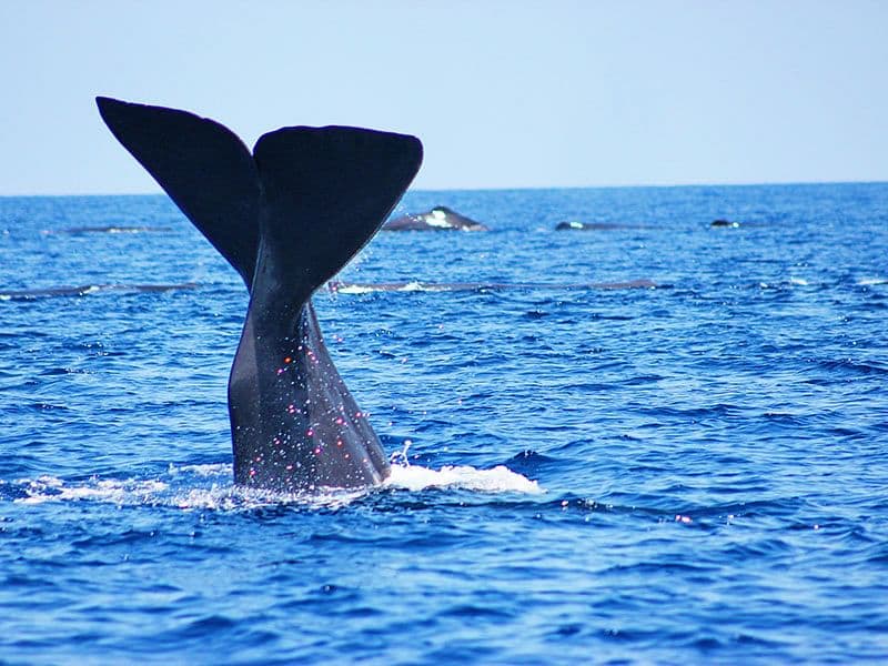  From Koggala: Mirissa Whale Watching Tour