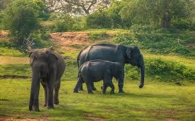 Experience a  Luxury Tour Around Sri Lanka In 10 days