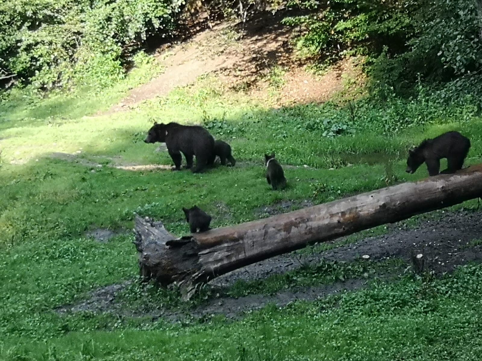 Evening at BEAR HIDE, in the wild