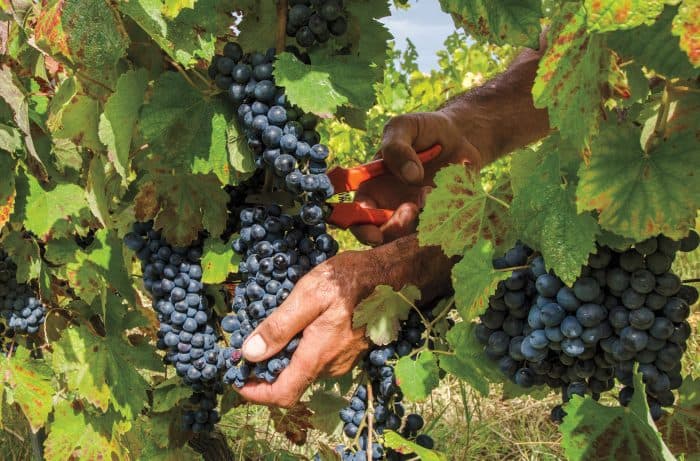 Shared Half day wine tour Concha y Toro seasonal offer