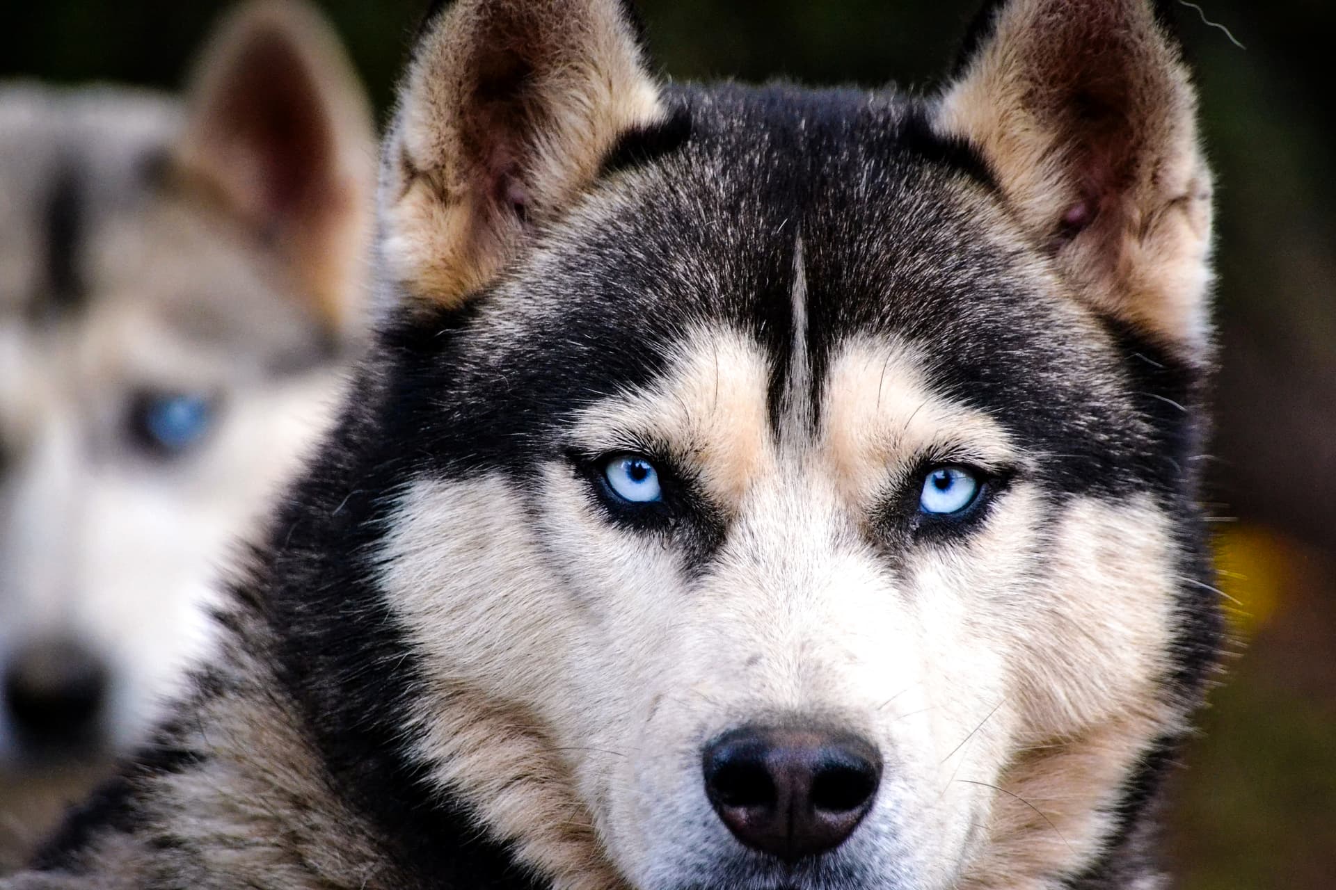 Reindeer & Husky Summer Experience