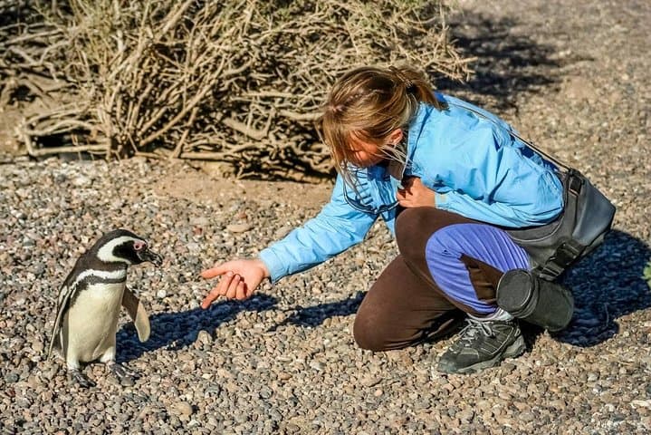 PUERTO MADRYN: Punta Tombo and walk into the largest penguin colony in South America