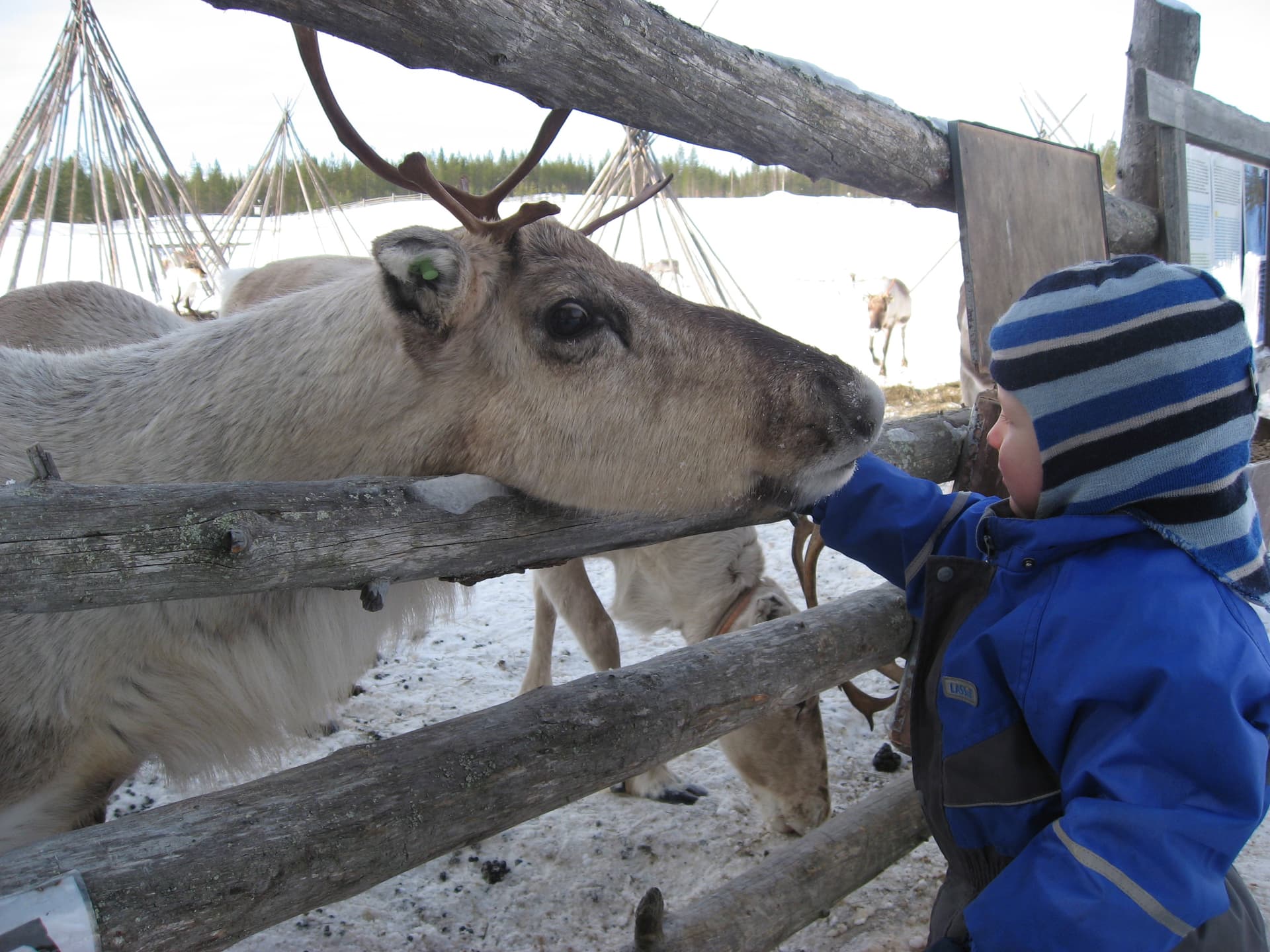 Year of the Reindeer - Farm visit