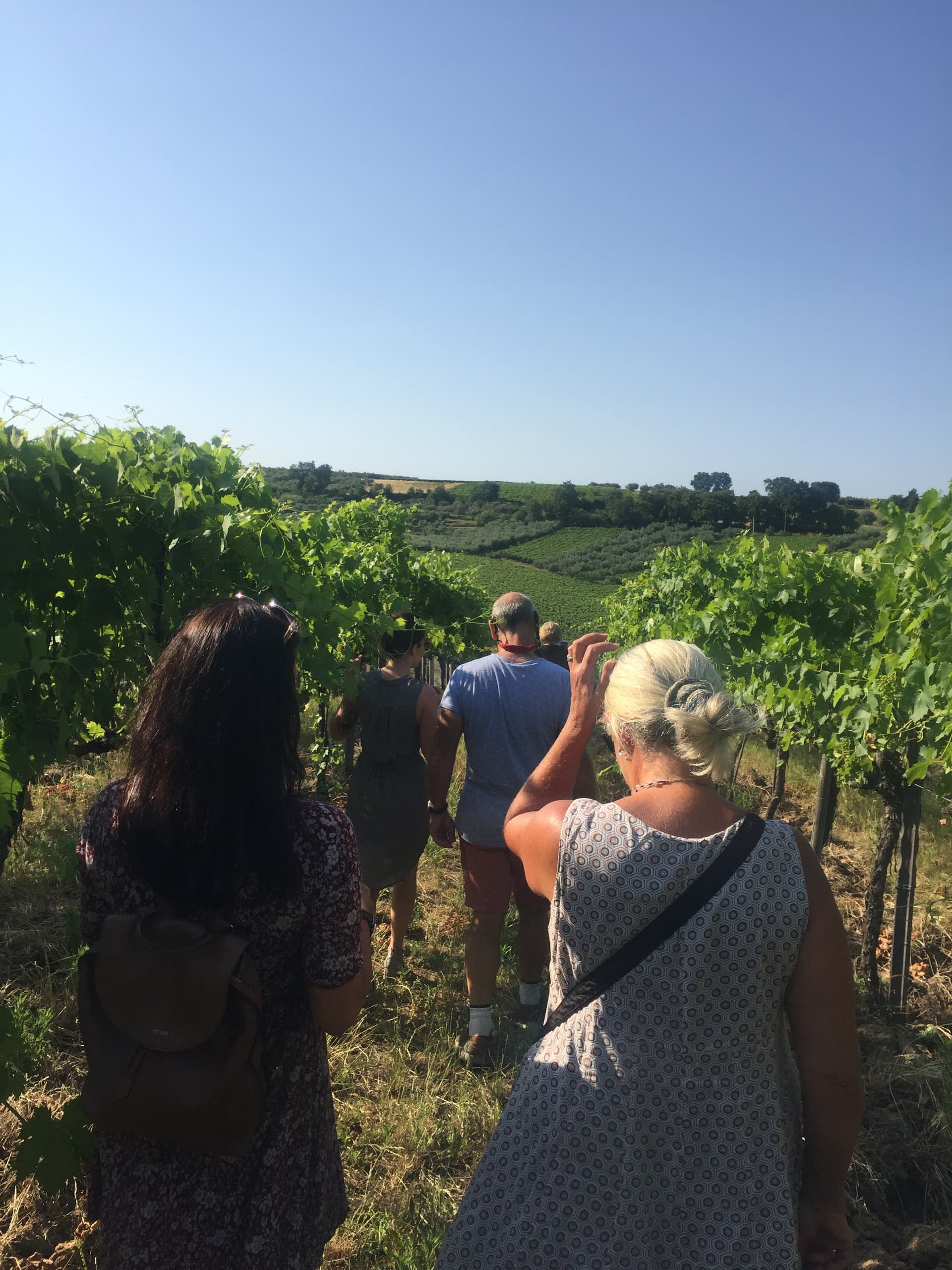 Visit the winery, stroll through the vineyards, taste the Cantine Mucci Wine