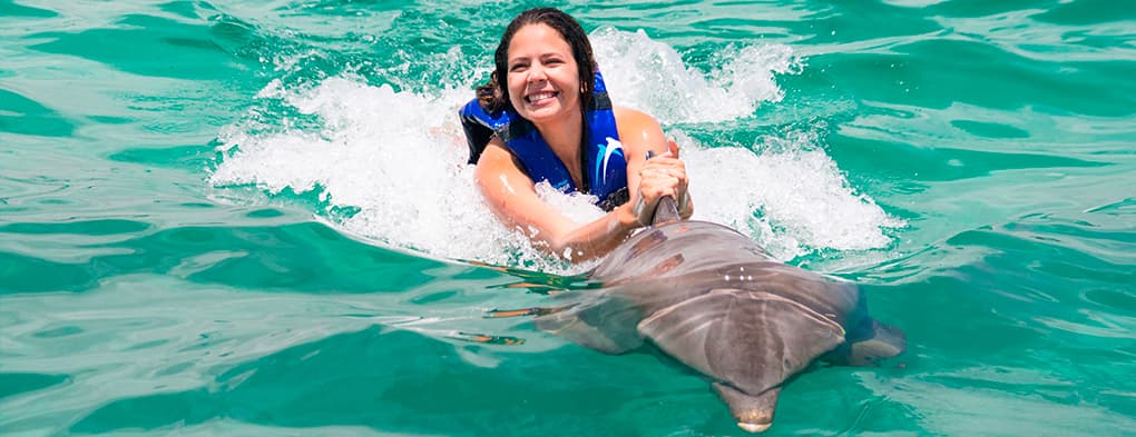 Dolphin Explorer - Explorer