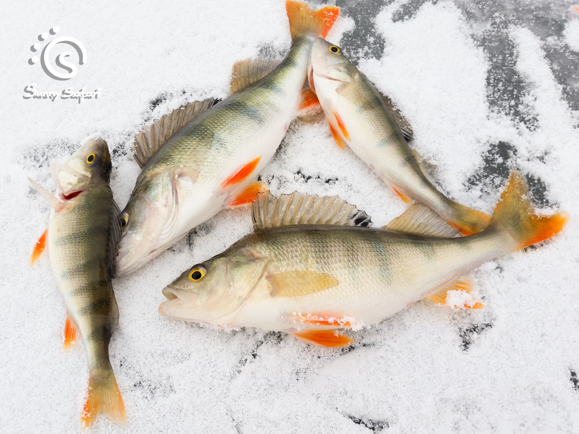 Great Ice Fishing Experience in Lapland