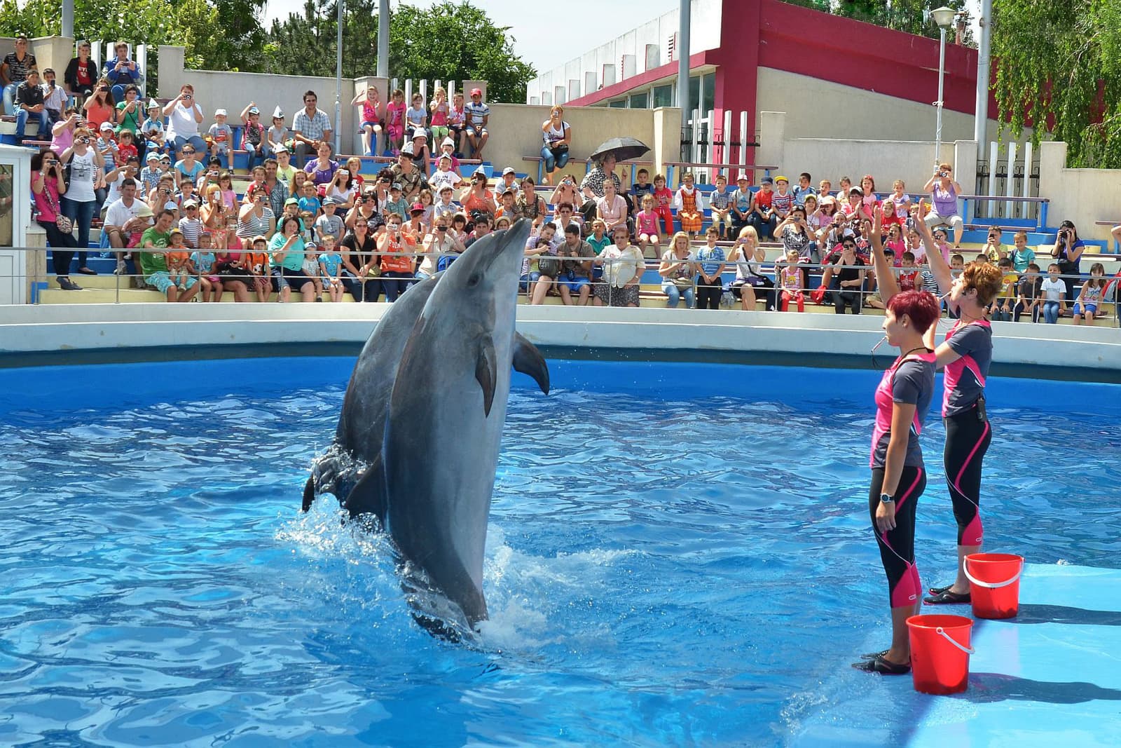 Agadir Dolphin Show & Crocodile Parc | 1 Day : Private & Luxury