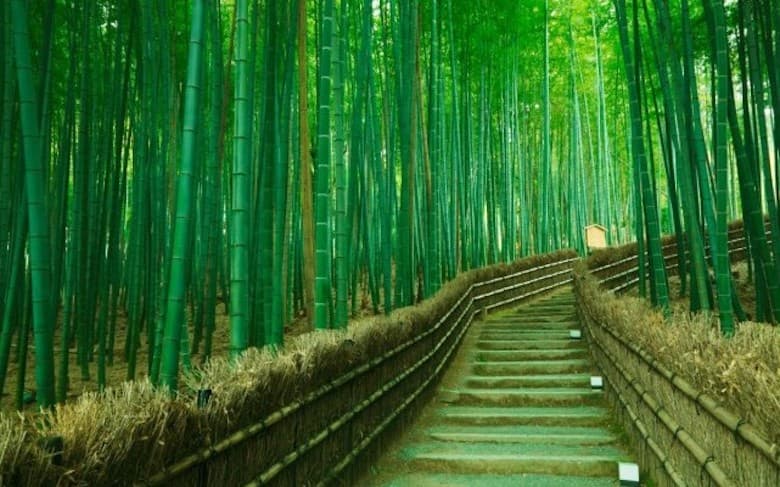 Private Kyoto Arashiyama Custom Half-Day Tour by Chartered Vehicle