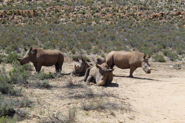 Transfer To Safari- Aquila From Cape Town Excluding Entry Fees Full Day