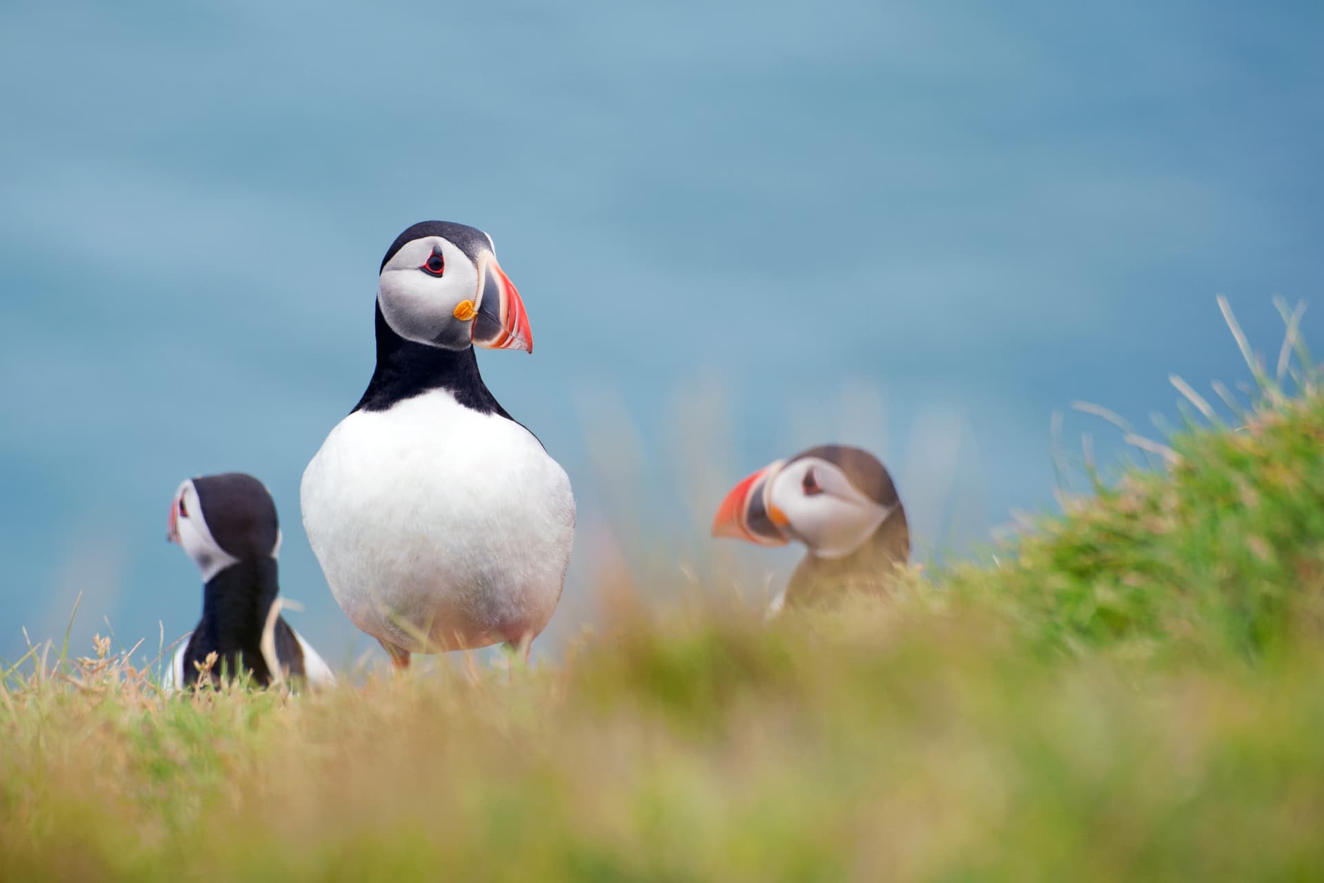 Full Day Private Vestmannaeyjar Tour From Reykjavik
