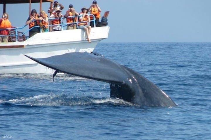 Mirissa Whale Watching Tour From Hikkaduwa