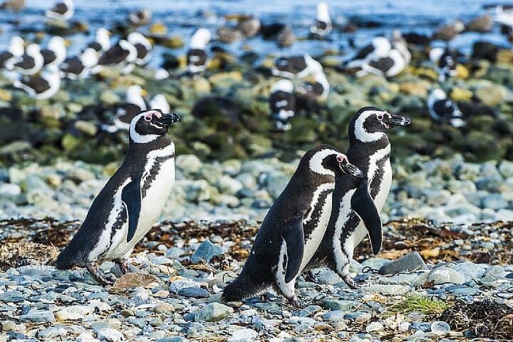 Half Day sailing to Magdlena Island Penguin Colony from Punta Arenas Season from October to March 