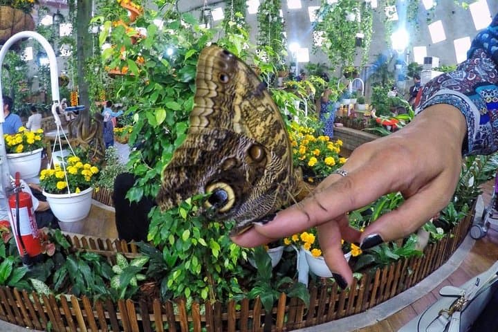 Dubai Trio Tour: Miracle Garden•Butterfly Garden •Global Village