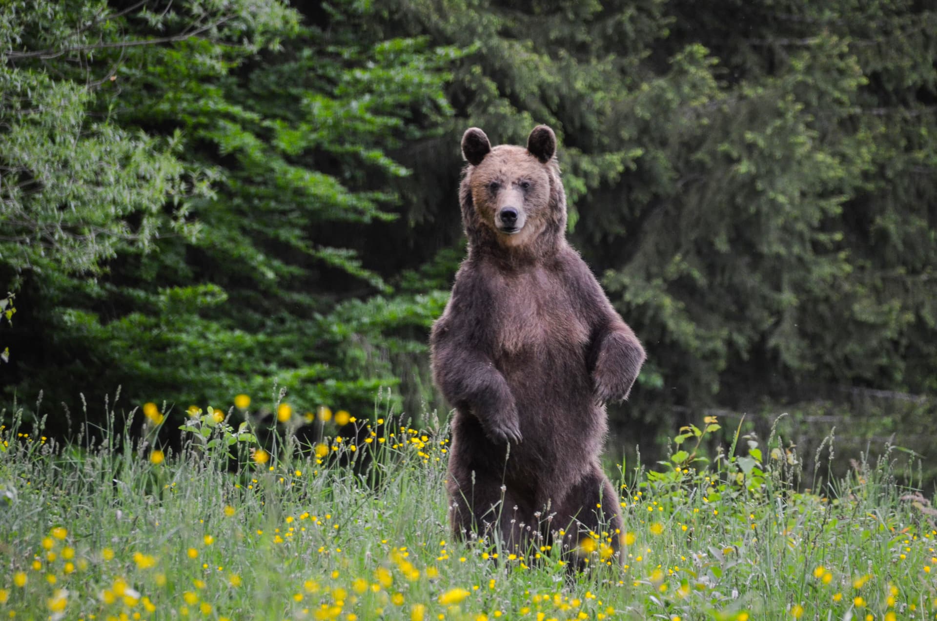Day Trip & Bear Watching in the Land of Volcanoes