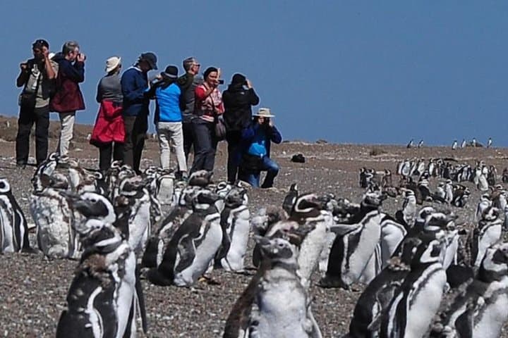 Puerto Madryn: VALDÉS PENINSULA with visit to the Magellanic penguin colony