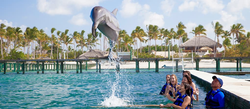 Dolphin Explorer - Funtastic 