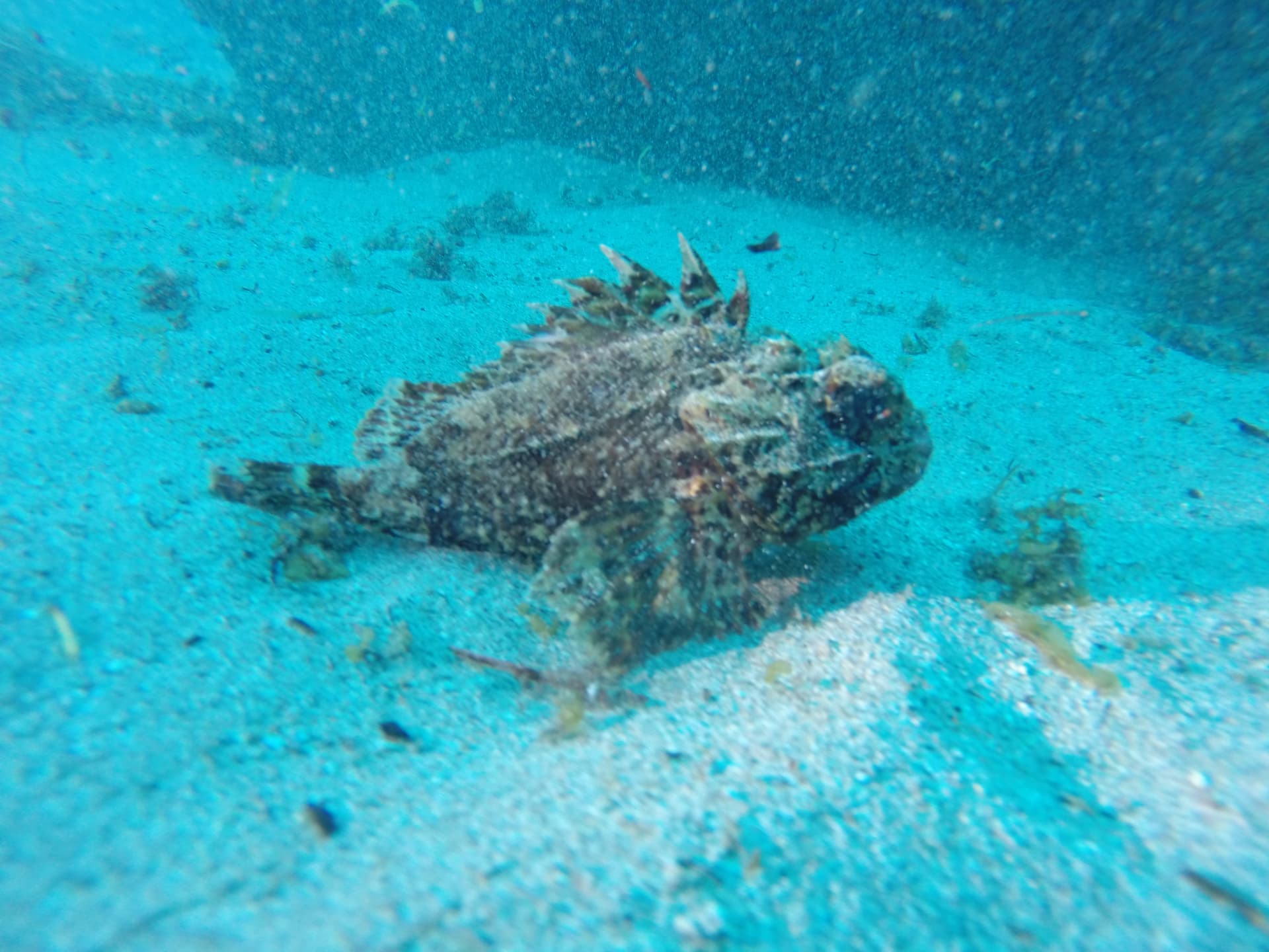 Freedive foodhunt 