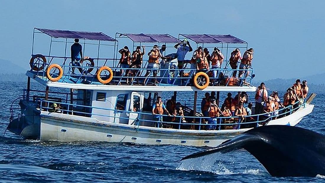 From Bentota: Mirissa Whale Watching Tour