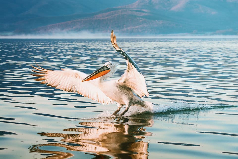 Kerkini Lake Ecotourism from Thessaloniki
