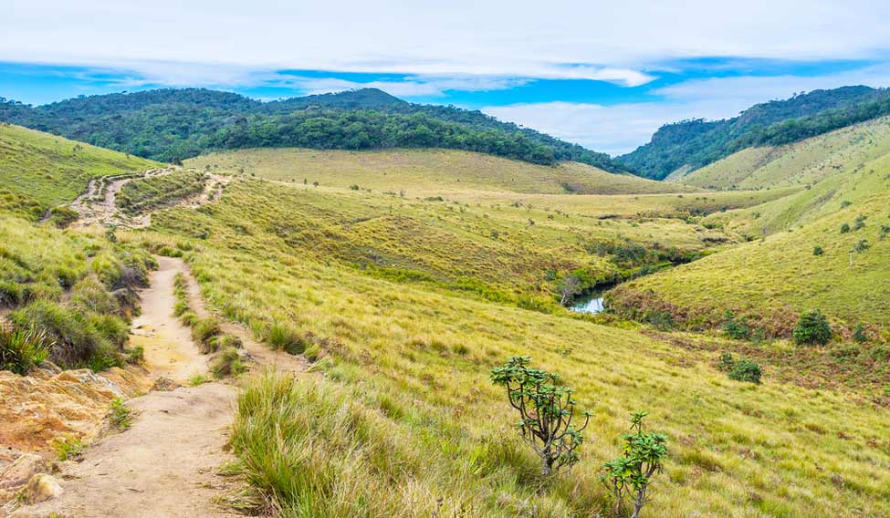 Day Trip to Horton Plains and Tea Estate in Nuwara Eliya 