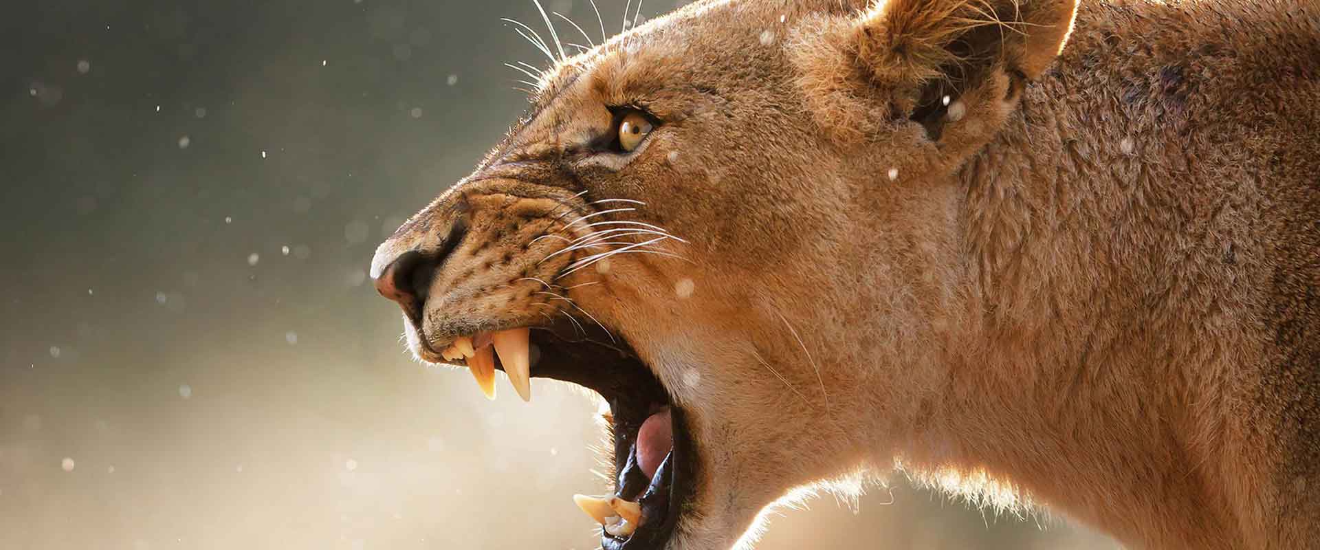 Soweto and Lion Park Tour