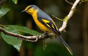 Bird Watching Trail in Kitulgala From Colombo