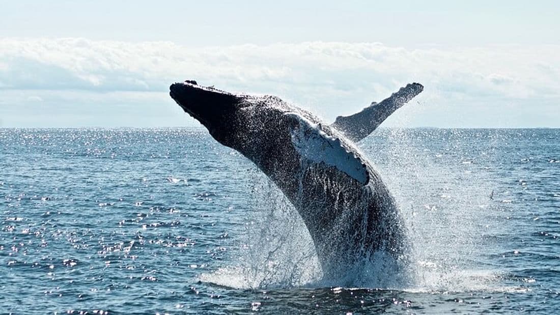  From Mirissa: Mirissa Whale Watching Tour