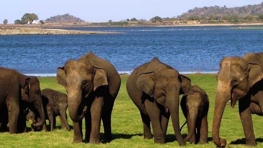  From Negombo: Sigiriya & Minneriya Safari Tour