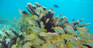 SNORKELING WITH TURTLES 