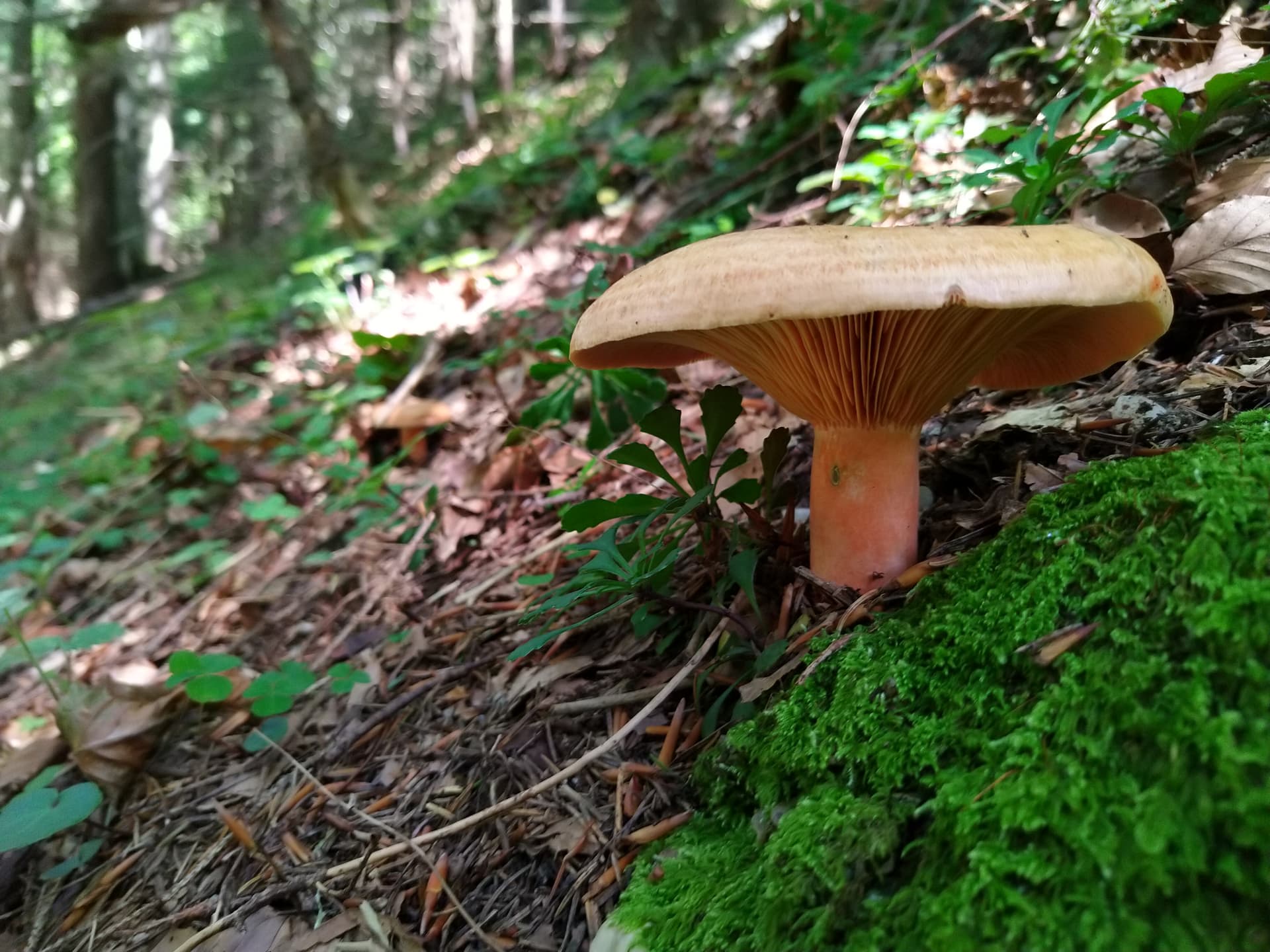 Foraging in The Wild - Day Trip from Brasov