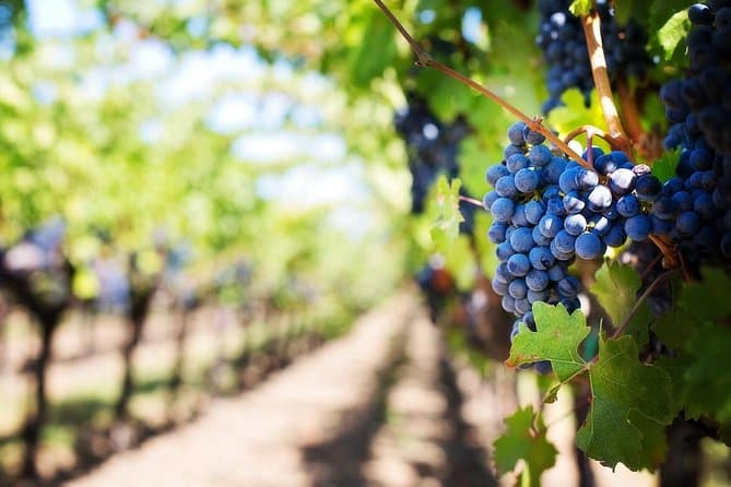 Wine tasting tour