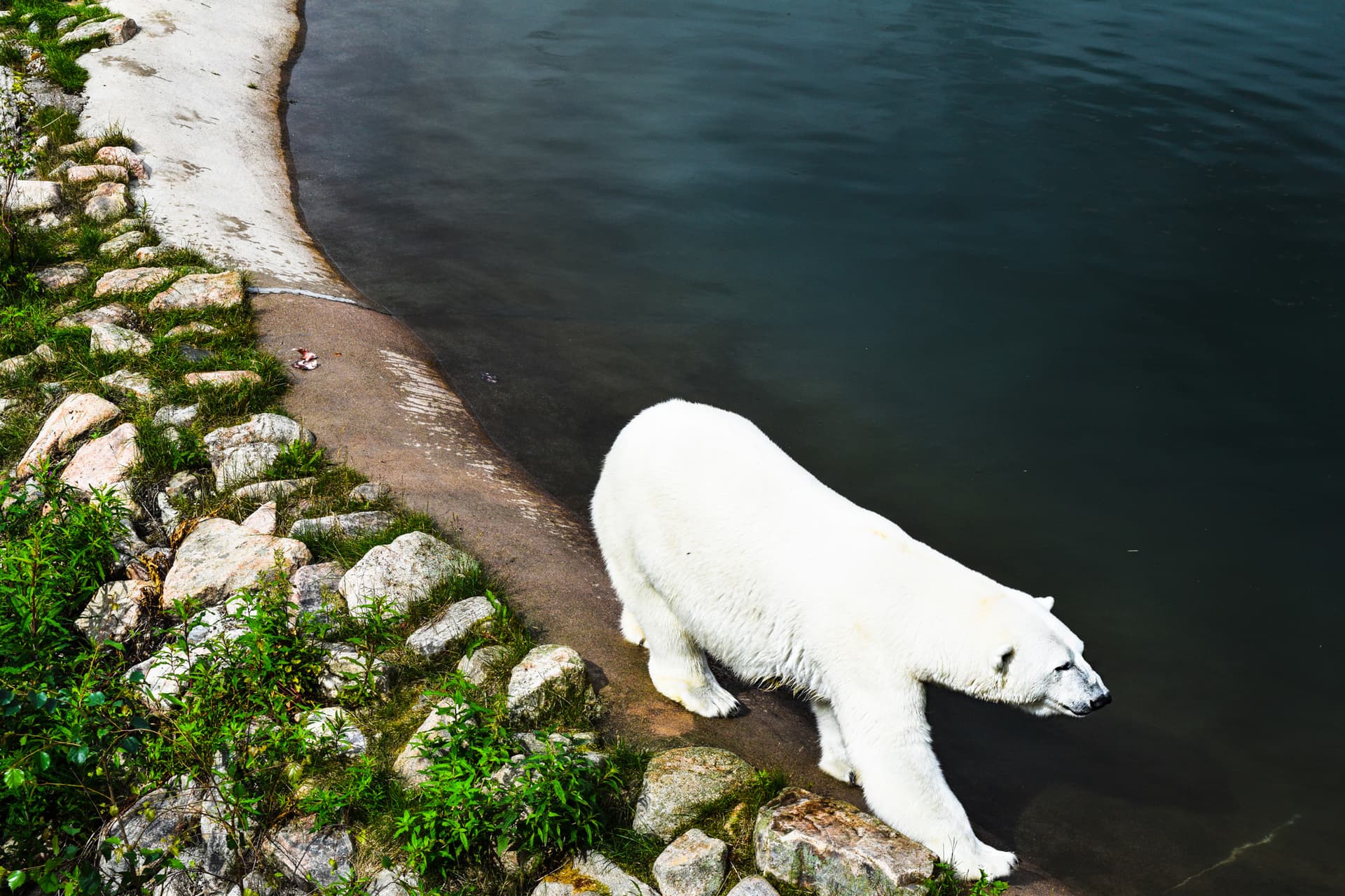 Visit to Ranua Arctic Wildlife Park - Rovaniemi
