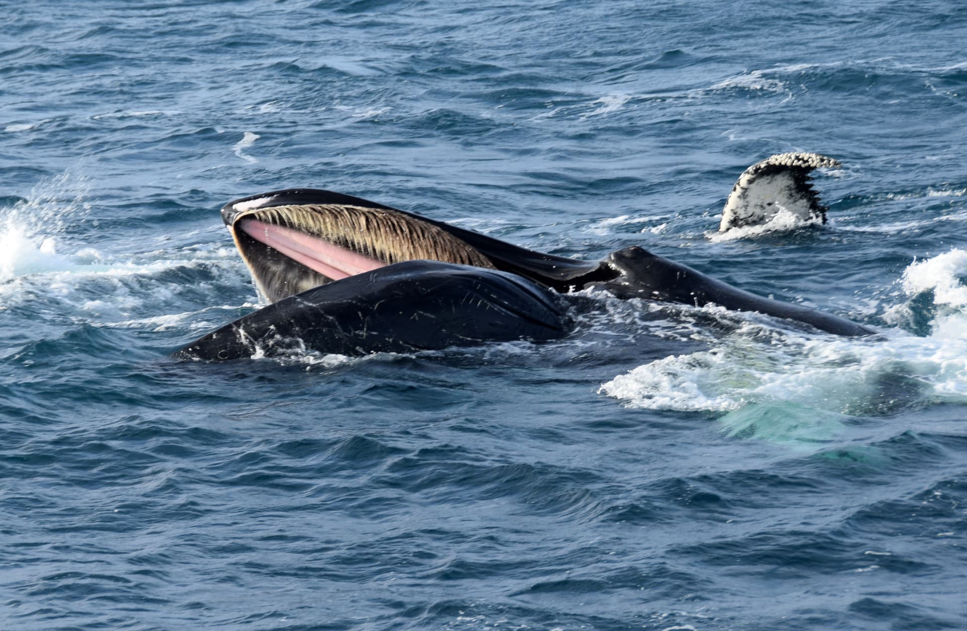 Whale Watching from Reykjavik