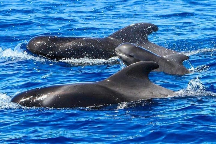 Whale Watching Catamaran to Los Gigantes & Masca