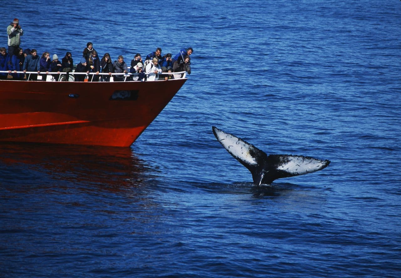 Reykjavík Classic Whale Watching