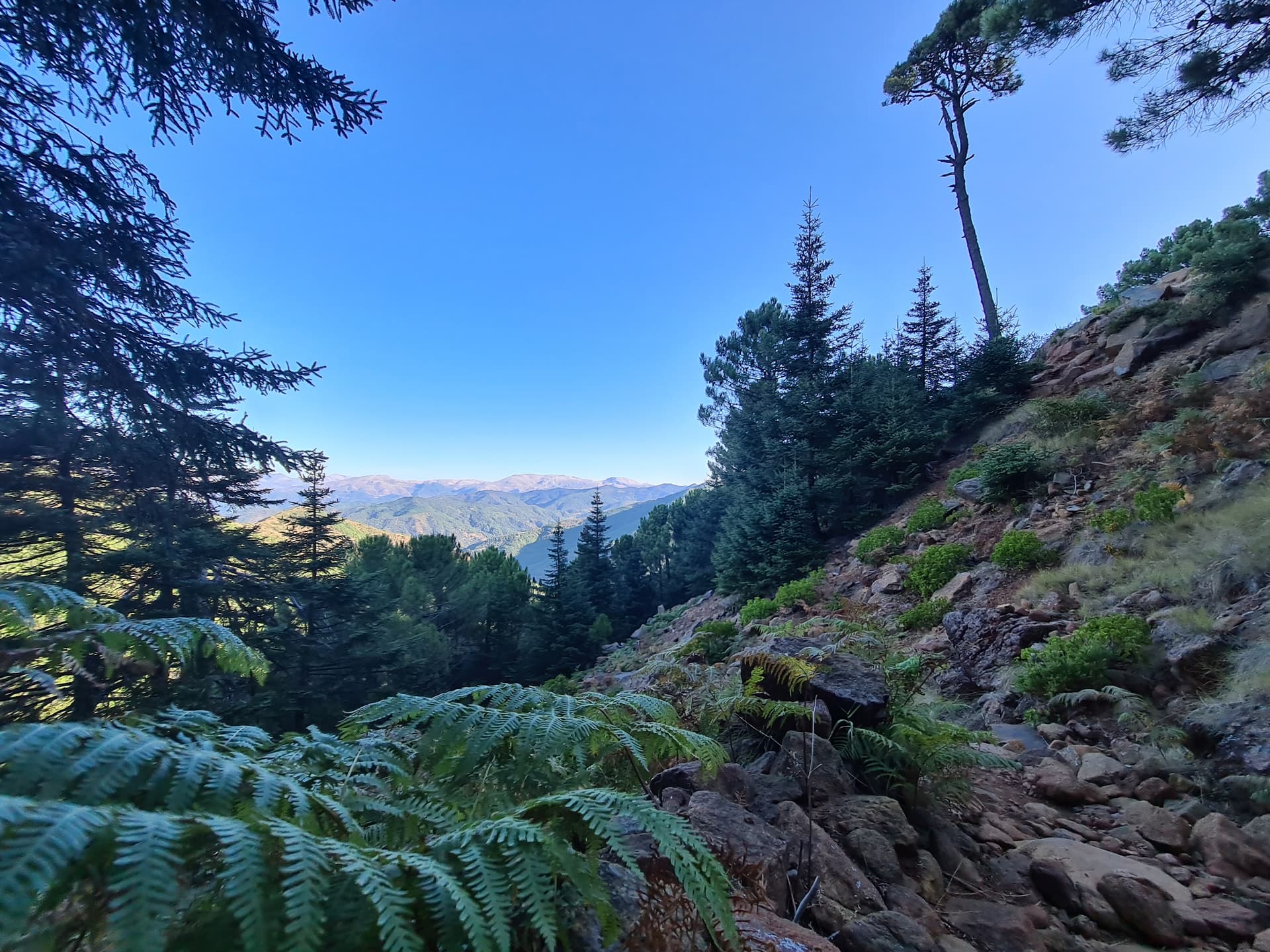 Private Hiking with transfer | Bosque de Pinsapos "Sierra Bermeja"