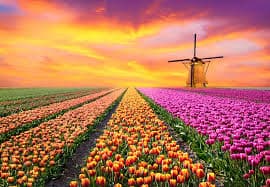 Visit the Kuekenhof gardens and its tulip fields with a car and private guide picked up at your hotel