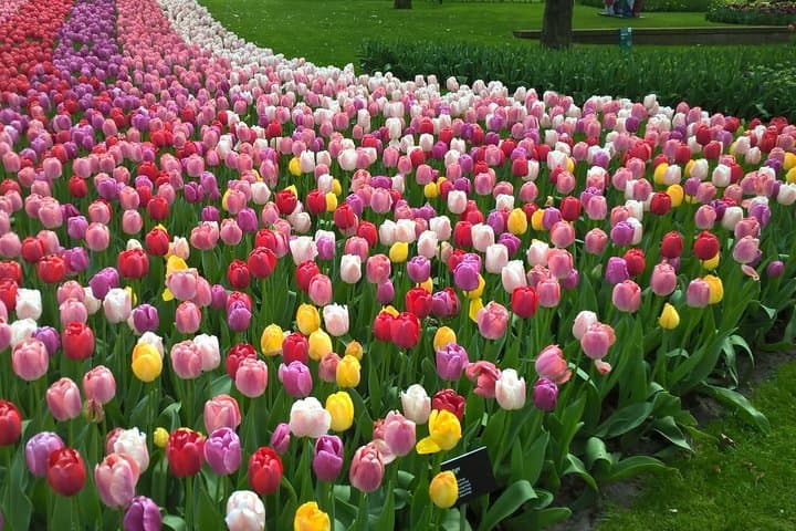 Keukenhof's Tulips and Zaanse Schans Windmills Small-Group Tour from Amsterdam