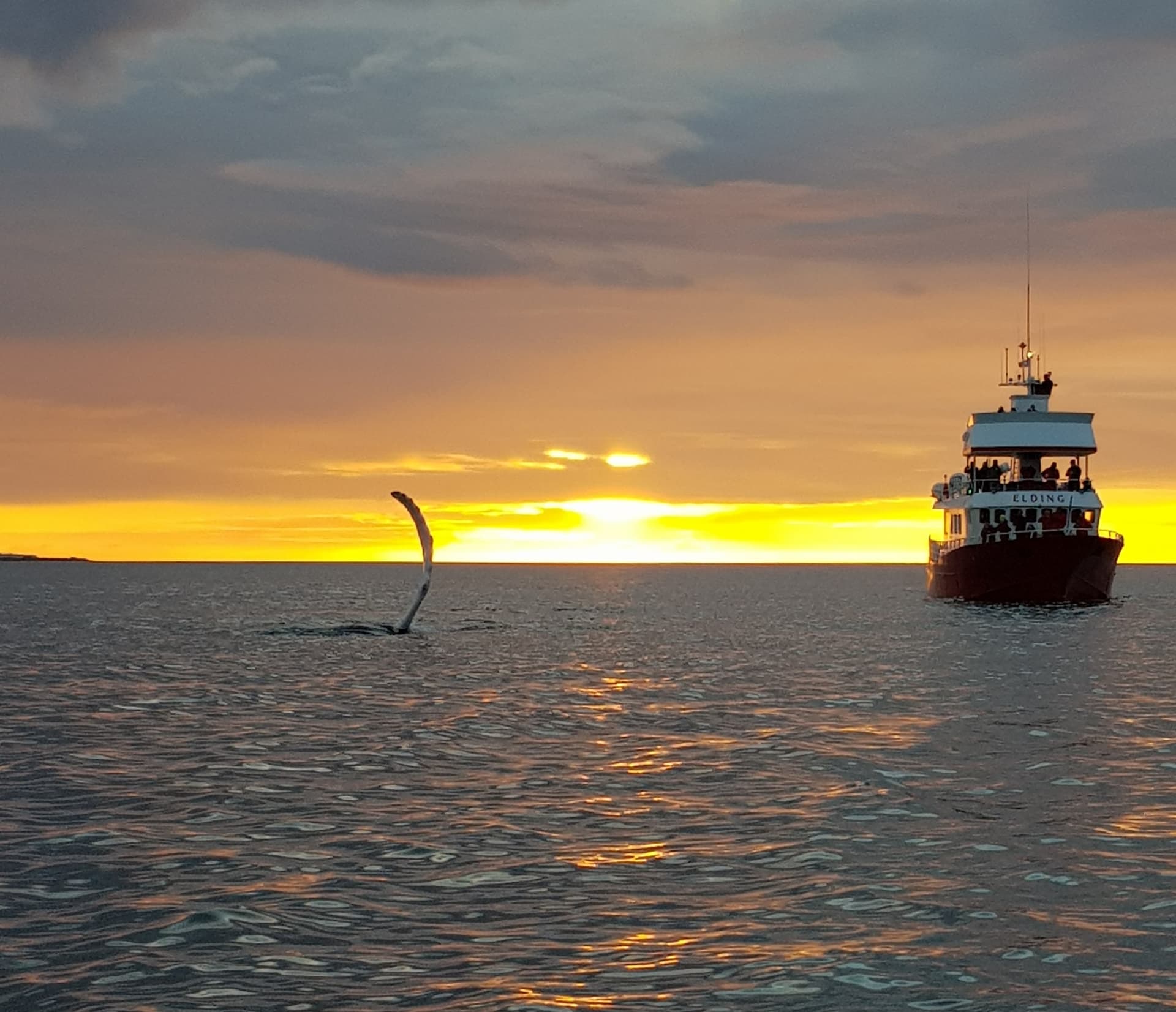 Reykjavík Classic Whales in the Midnight Sun