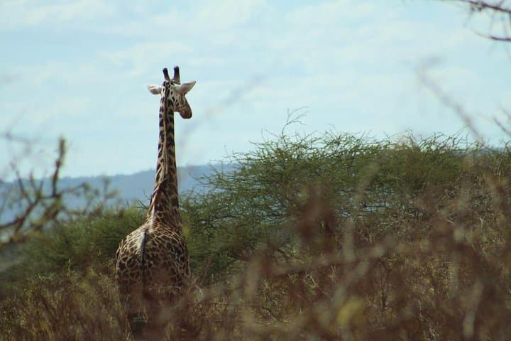 3-Day Tsavo West Train Tour from Mombasa